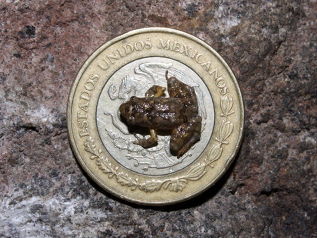 La rana recién descubierta sobre una moneda de 10 pesos de su nativo México (Jeffrey Streicher/Natural History Museum)