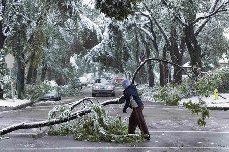 A local area resident helps moves tree limbs that fell and blocked roads due to the weight of the heavy snow during a summer snow storm in Calgary, Alberta, September 10, 2014. REUTERS/Todd Korol