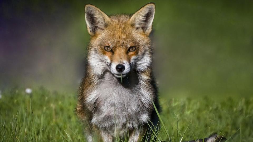A bright yellow eyed fox looks directly into the camera sat in a field