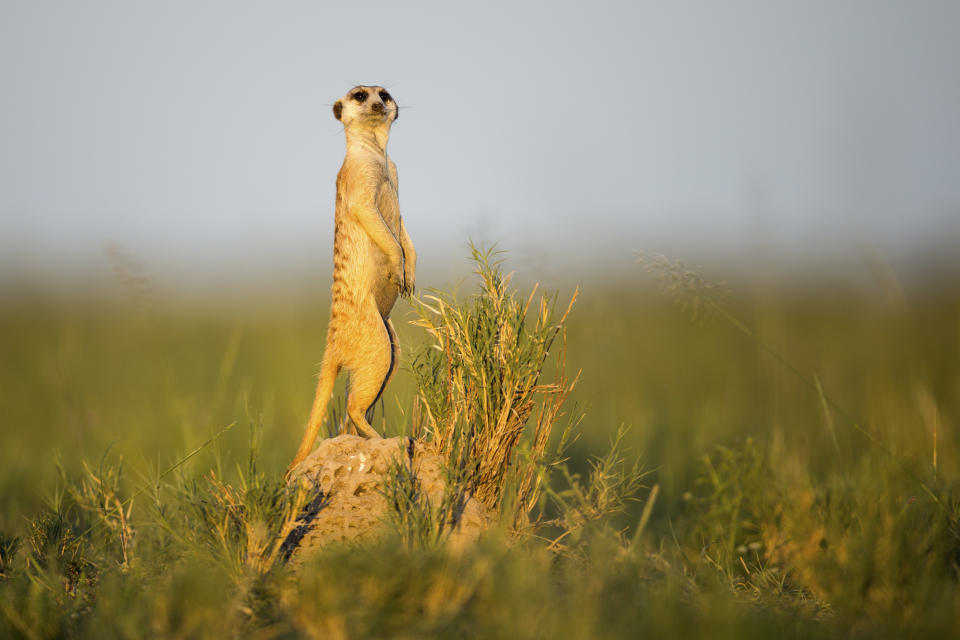 Un suricato en Botswana (Foto: Will Burrard-Lucas / Caters News).