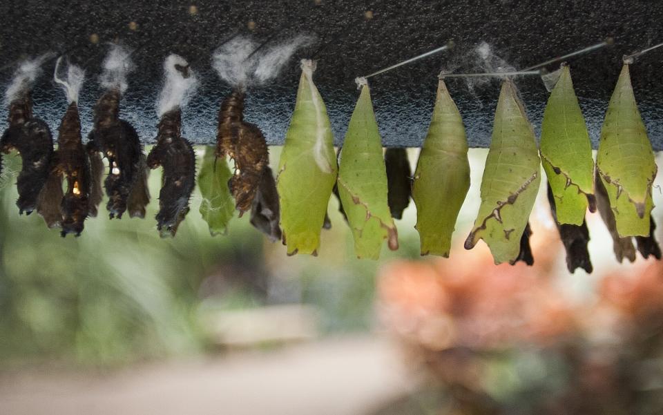 The first shipments of butterflies hang in their cocoons Friday, Feb. 15, 2013 at Frederik Meijer Gardens and Sculpture Park in Grand Rapids, Mich. The 18th annual Butterflies are Blooming exhibit opens March 1. (AP Photo/The Grand Rapids Press, Sally Finneran ) ALL LOCAL TV OUT; LOCAL TV INTERNET OUT