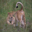 Comments like "So cute" and "The world needs more lions!" were posted in realtime by Periscope users watching the live broadcast.