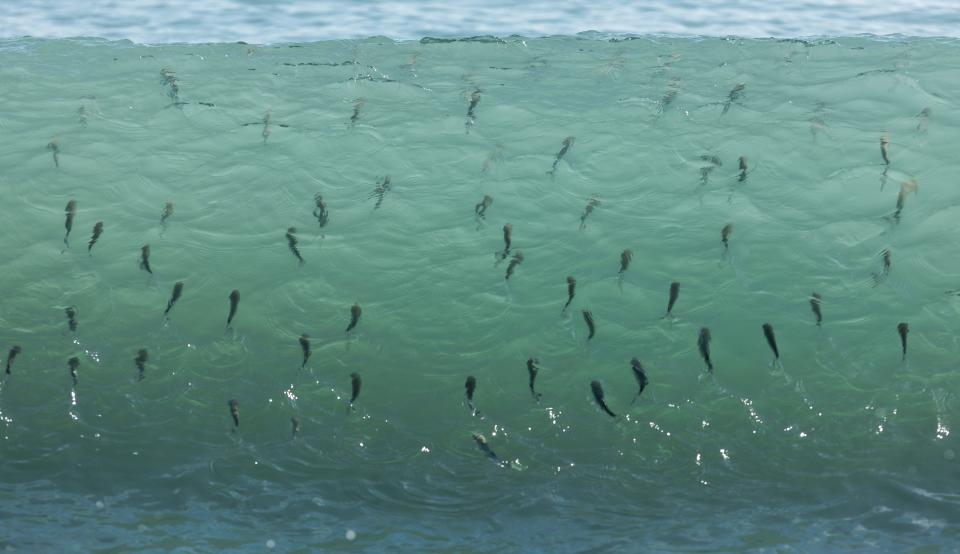 Mullet are seen through a wave during the annual mullet run on Saturday, Sept. 18, 2021, in Vero Beach. As the annual migration of baitfish moves south, the schools of fish grow into the hundreds or larger, attracting predators like tarpon, sharks, large redfish, wading birds and more. 