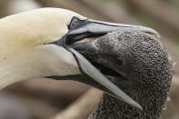 A northern gannet feeds its young bird with regurgitated food on Bonaventure Island in the Gulf of St. Lawrence off the coast of Quebec, Canada's Gaspe Peninsula, Monday, Sept. 12, 2022. The birds arrive in April, lay their eggs in May and tend them until they hatch more than 40 days later. (AP Photo/Carolyn Kaster)
