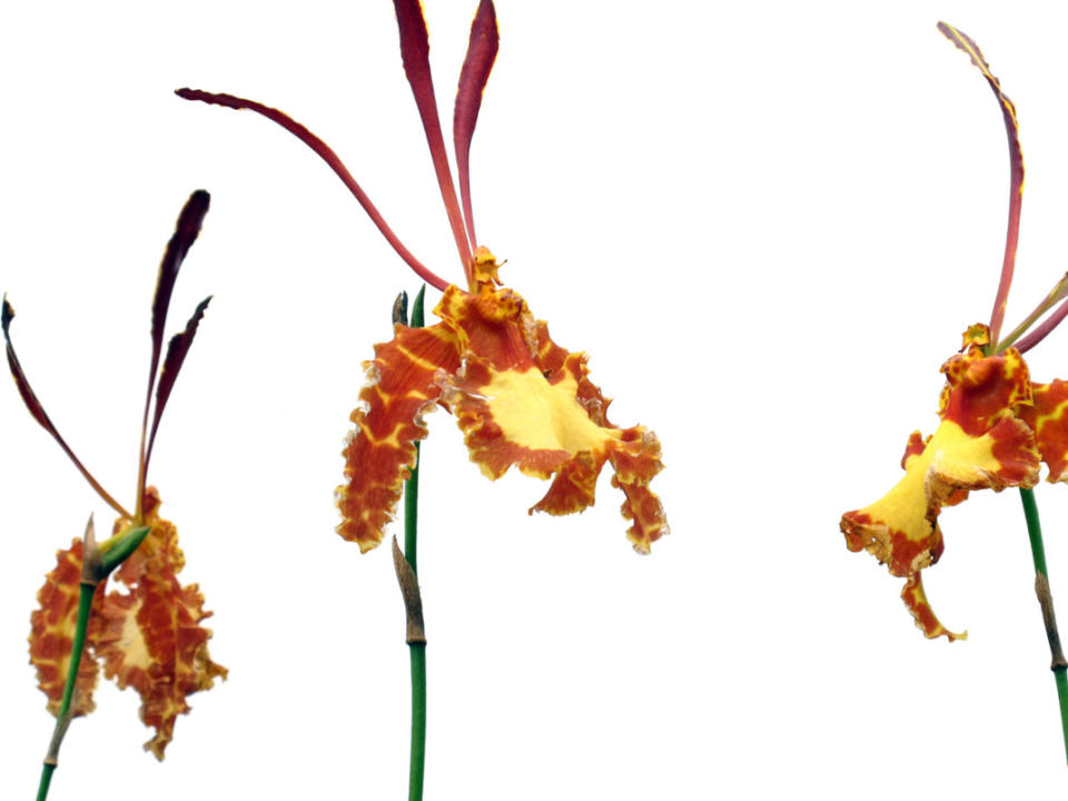 Butterfly Orchids<p>iStock</p>