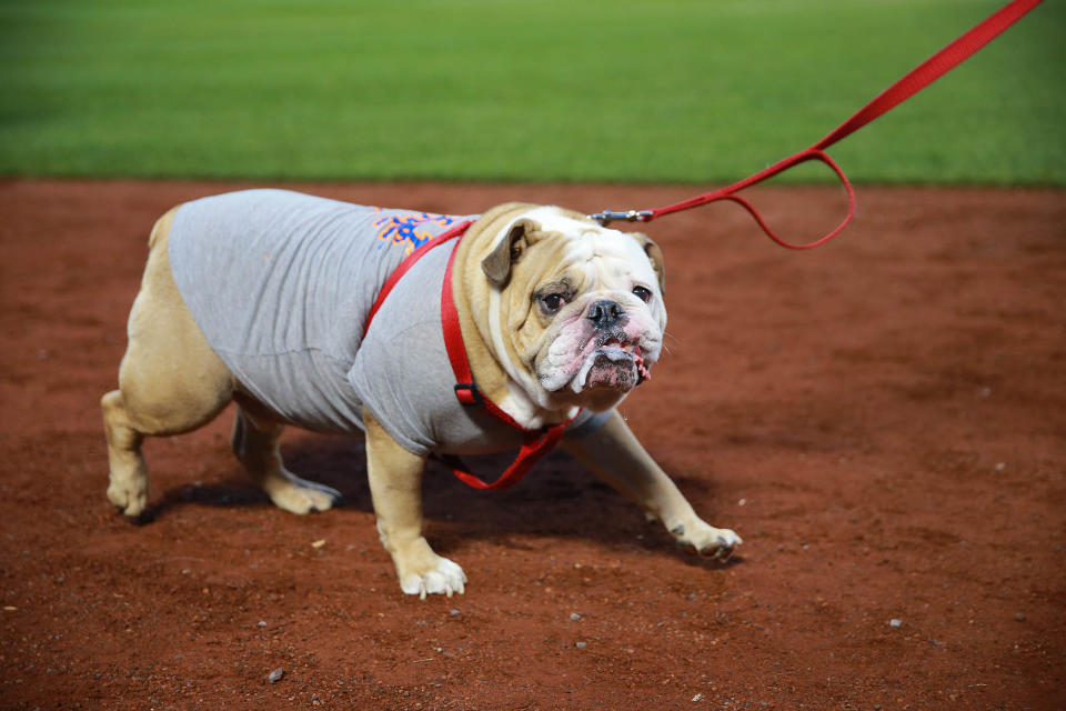 Bark in the Park