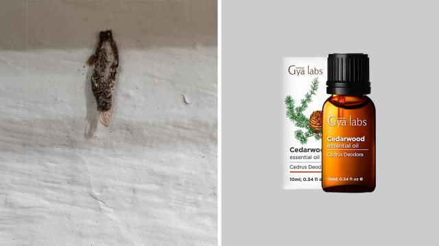 A dust worm attached to the wall; Gya Labs Cedarwood Essential Oil. (Photo: Reta Lee/Yahoo Life Singapore; Amazon SG)