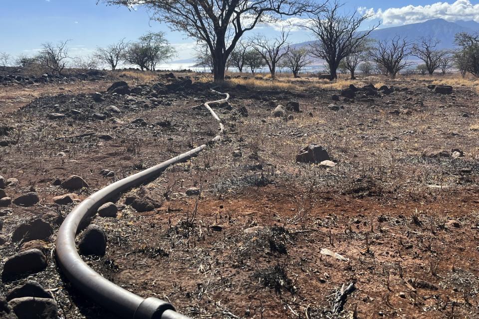 Damaged irrigation piping that supports livestock and crops is visible following wildfires in Kula, Hawaii on Aug. 26, 2023. Because these pipes are aboveground they are easily replaceable. (Andrew Whelton/Purdue University via AP)