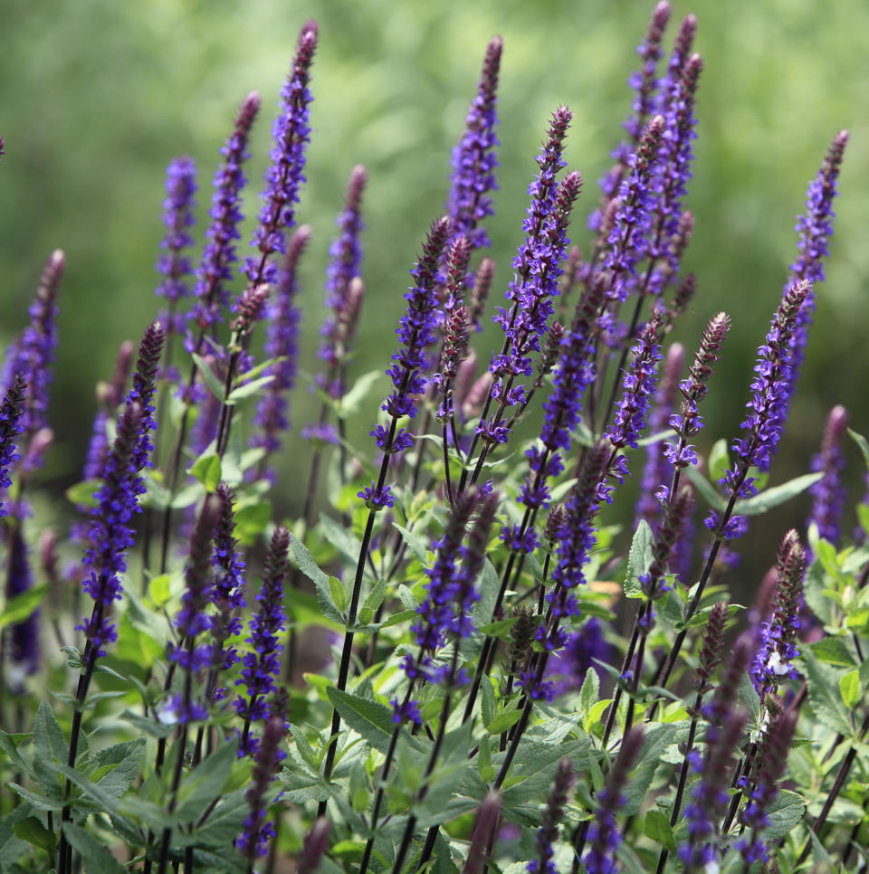 Pro Pick: Lilac Sage, aka "Purple Rain"