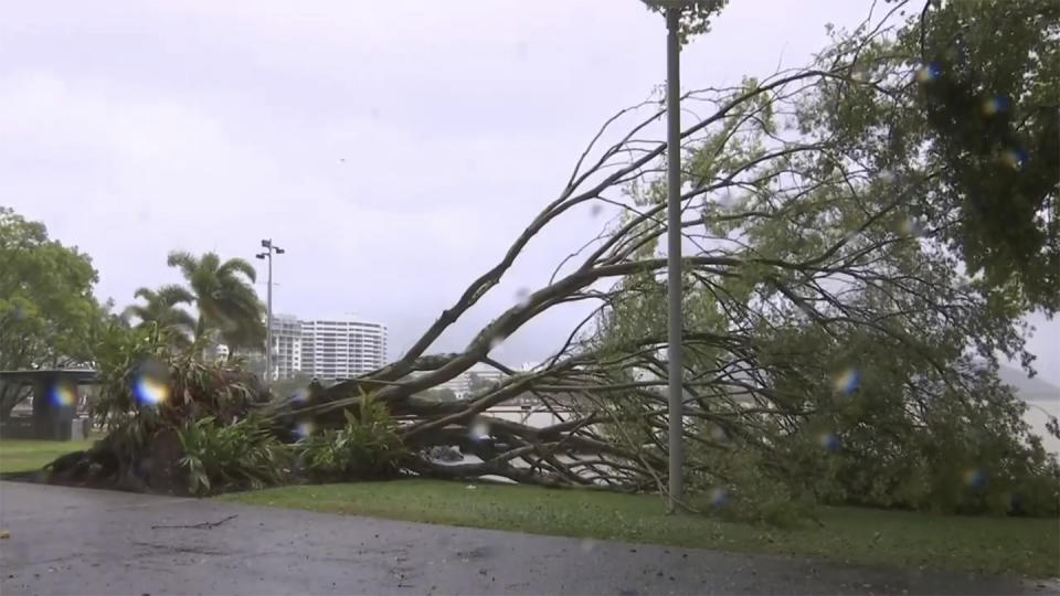 This image made from video show uprooted trees in Cairns, Australia Wednesday, Dec. 13, 2023. Powerful winds began uprooting trees on the northeast Australian coast on Wednesday as Tropical Cyclone Jasper gathered strength while approaching the area. (Australian Broadcasting Corporation via AP)