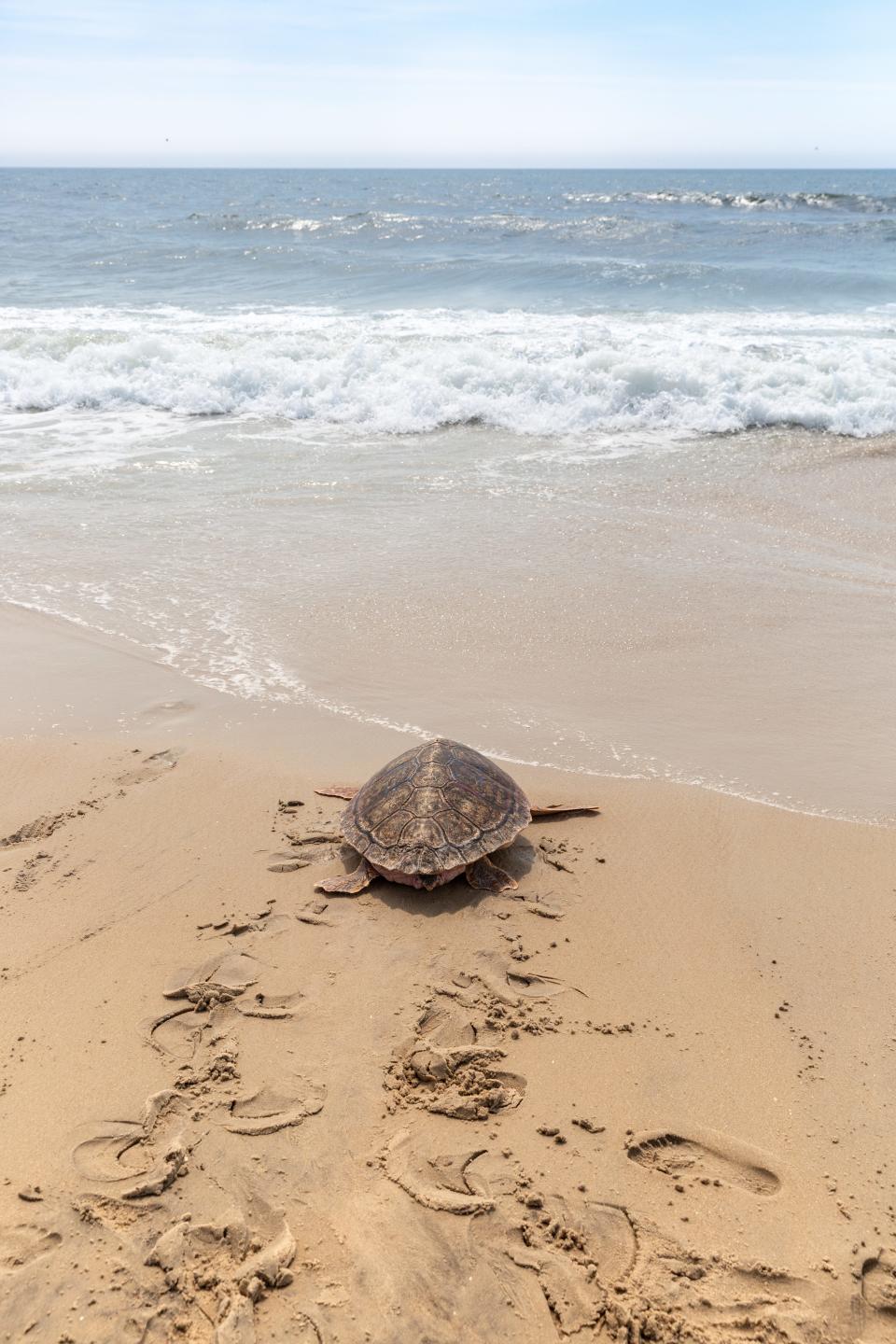 The National Aquarium's Animal Rescue Team released a group of four sea turtles at Assateague Island State Park on Thursday,  June 20, 2019.