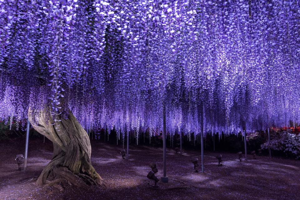 日本旅遊｜東京近郊足利花卉公園 超夢幻紫藤花花季！世界十大絕美夢幻景點 附購買門票方法