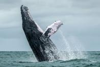 <p>A Humpback whale jumps in the surface of the Pacific Ocean at the Uramba Bahia Malaga National Natural Park in Colombia, on August 12, 2018. (Photo by MIGUEL MEDINA/AFP/Getty Images) </p>