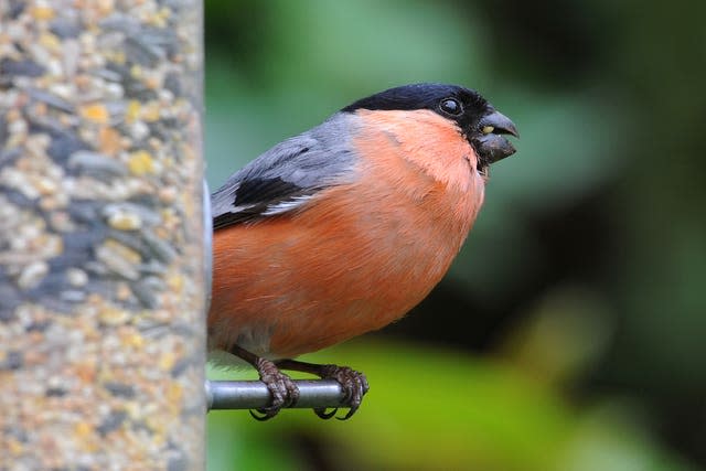 Bullfinch