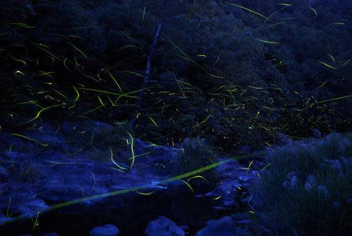 fireflies great smoky mountains