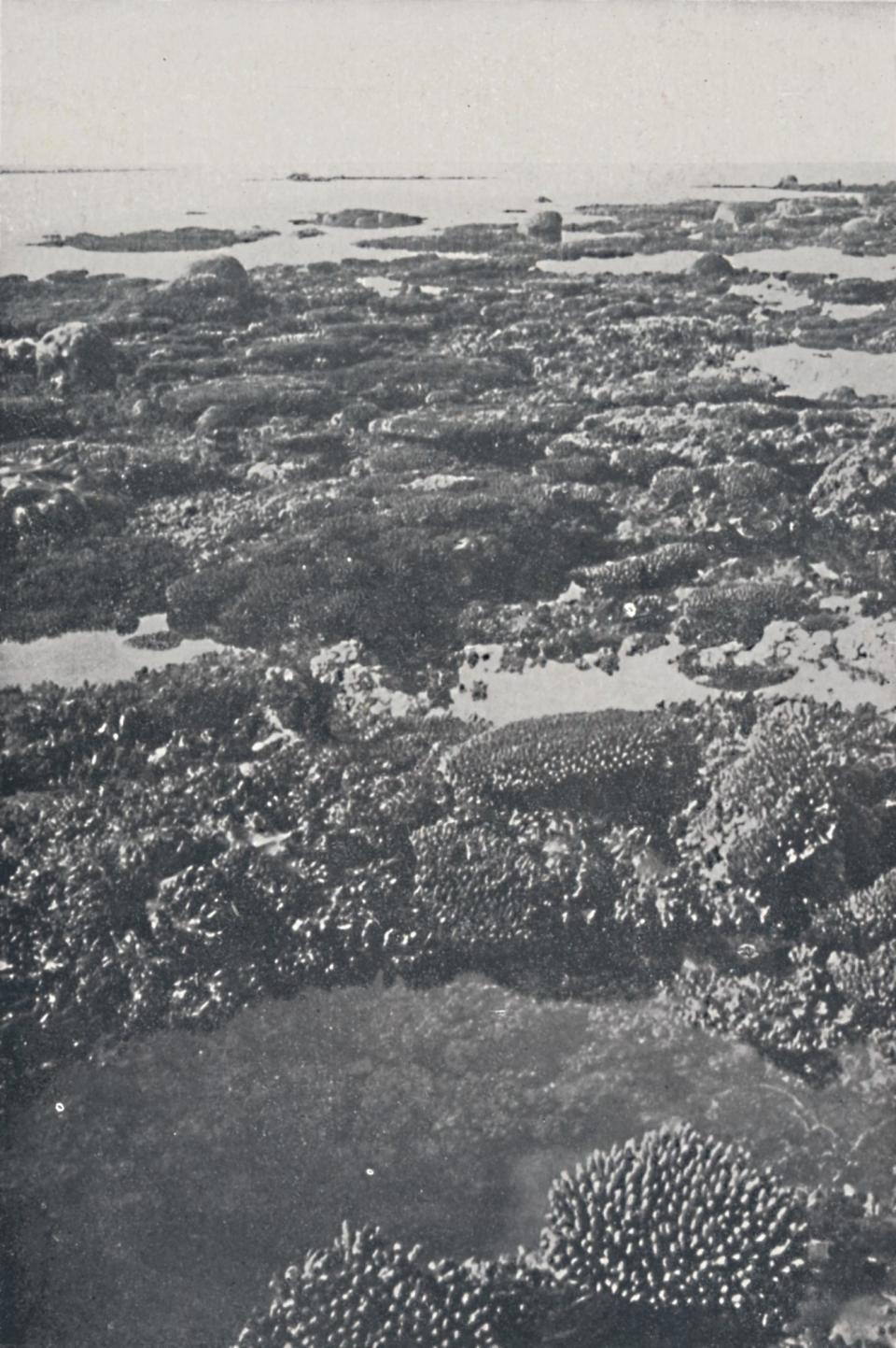 See How Australia's Great Barrier Reef Has Changed Through the Years