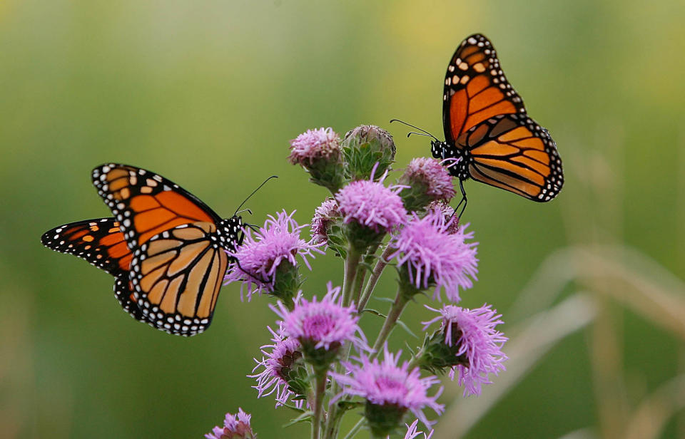 Close up photo of two butterflies on a purple flower