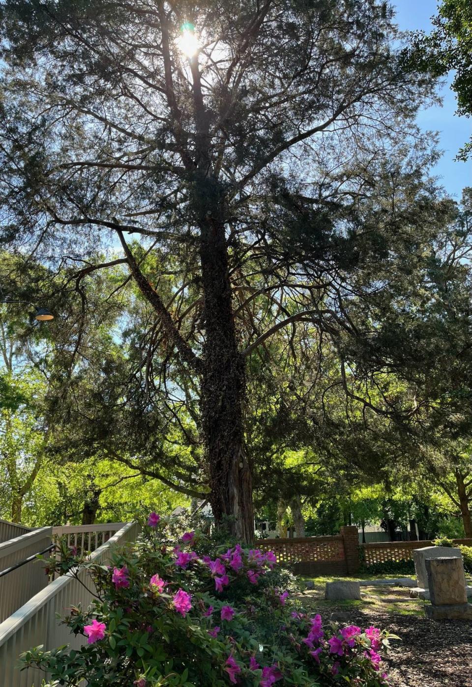 Reader Dianne Austin’s favorite tree in the Triangle is in Raleigh