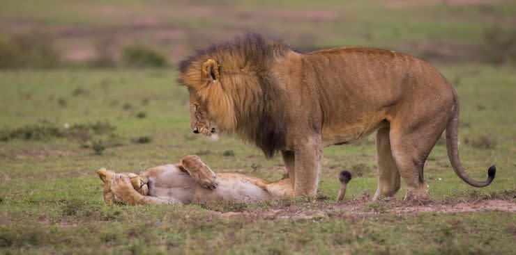 Les photos les plus drôles d’animaux