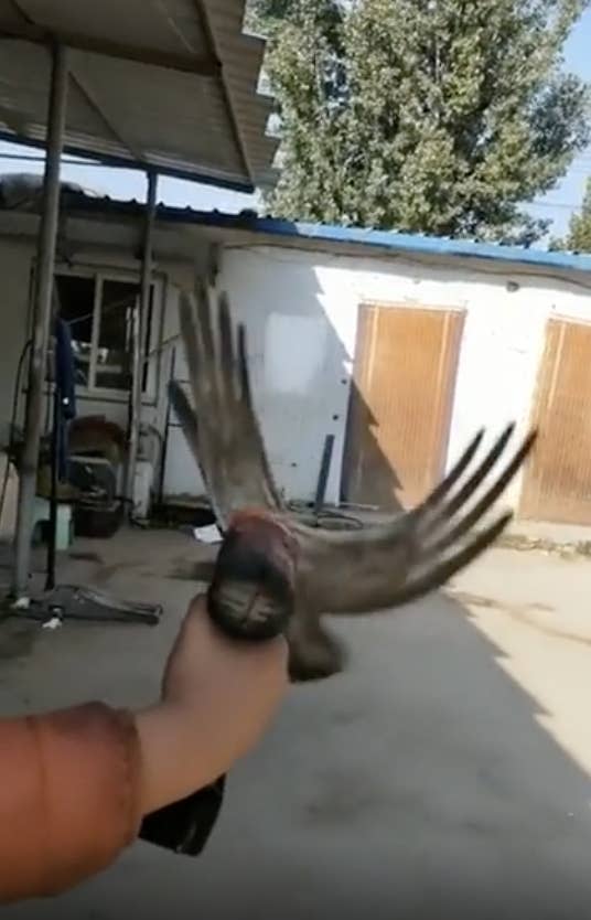 Person holding a tool or prop in the shape of a bird with spread wings outdoors. No celebrities present