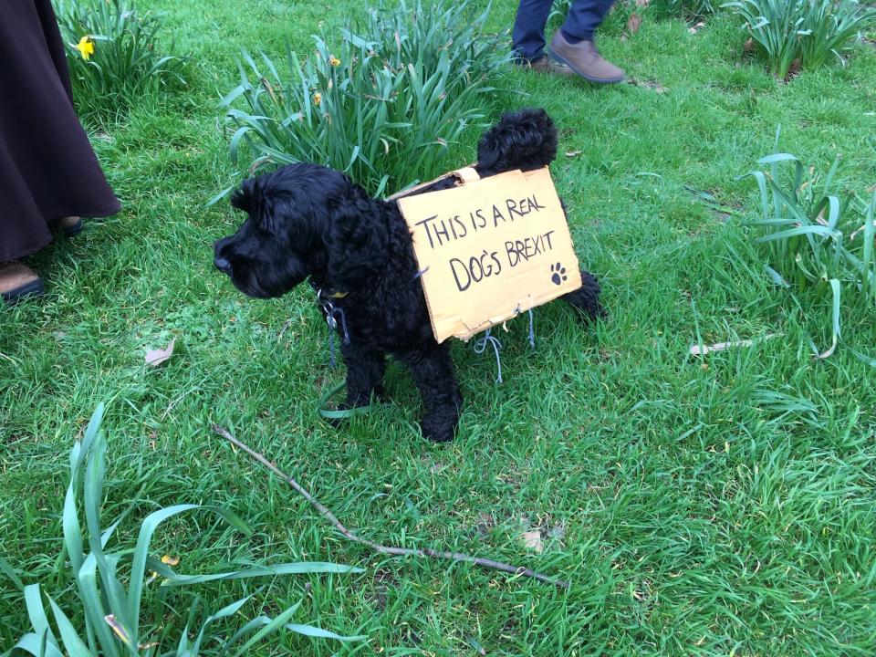 This dog joined the massive protest bearing a sign (REUTERS)