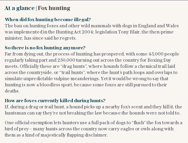 At a glance | Fox hunting