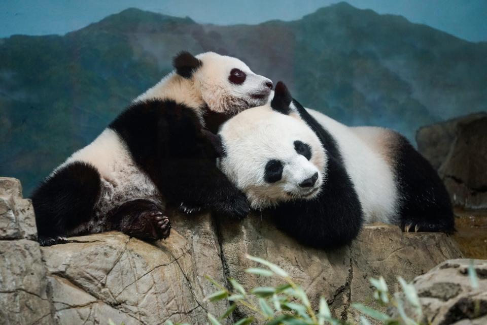 Giant Panda Xiao Qi Ji, left, celebrates his 9-month birthday with his mother Mei Xiang, 22 years of age, as visitors make their return to the National Zoo on May 21, 2021 in Washington, D.C.