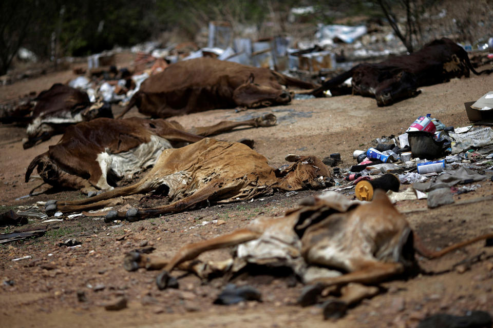 <p>Cattle carcasses lie along a road in Pianco, Paraiba state, Brazil, Feb. 12, 2017. (Photo: Ueslei Marcelino/Reuters) </p>