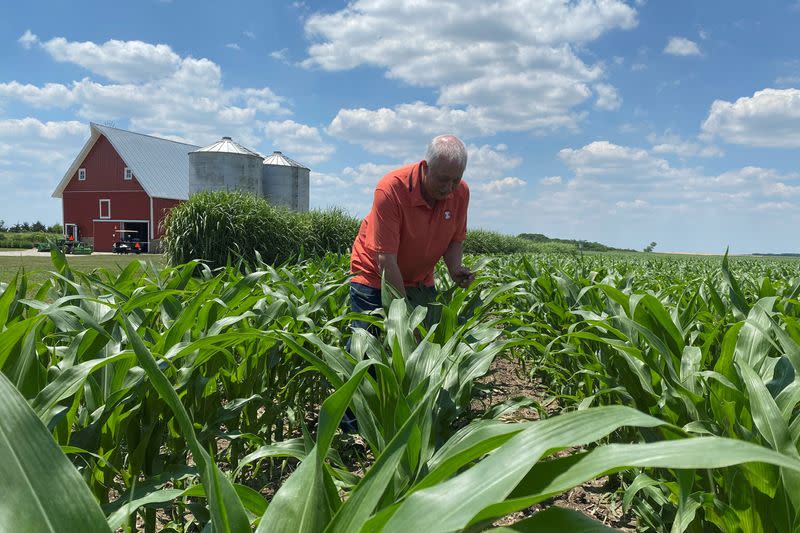 FILE PHOTO: Grain farmer Jim Niewold inspects corn plants on his farm in Loda