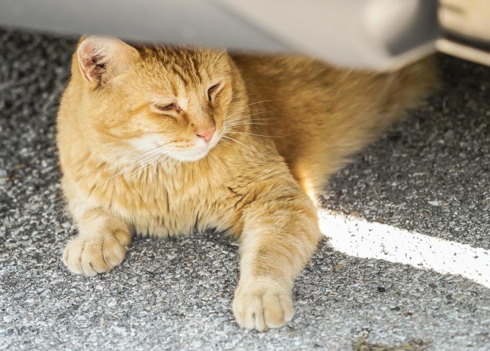 A cat with many names, Garfield, Fat Gus, Toby lounges under a car on Wednesday, July 19, 2023 in the Bates-Hendricks neighborhood of Indianapolis.
(Credit: Michelle Pemberton/IndyStar)