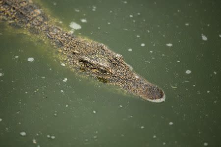 A Cuban crocodile (Crocodylus rhombifer) is seen in a hatchery at Zapata Swamp National Park, June 4, 2015. REUTERS/Alexandre Meneghini