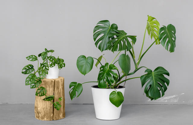 Plante d'intérieur XXL : 9 meilleures variétés à adopter