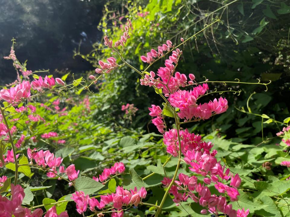 Coral vine adorning a LaBelle vacant lot