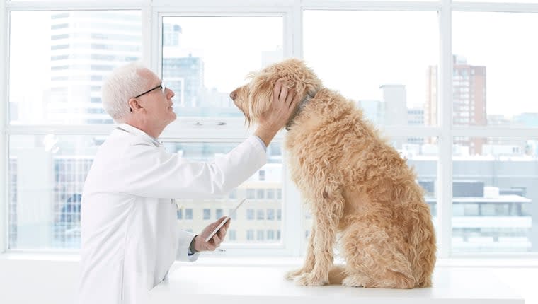 A New Canine Cancer Detection Test Promises Faster and Earlier Results