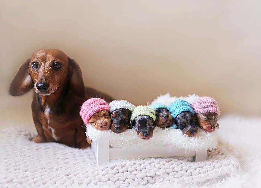 Algo similar ocurrió con esta hermosa perrita sausage, que a mediados de este año trajo al mundo a seis cachorritos. Para celebrarlo, sus dueños le realizaron una sesión de fotos. Foto: Imgur.com/Mhoa