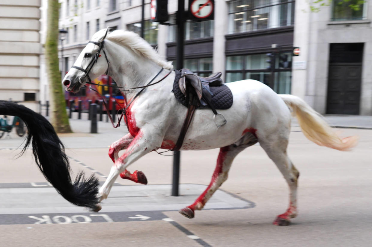 London horse incident (Jordan Pettitt  / Press Association via Getty Images)