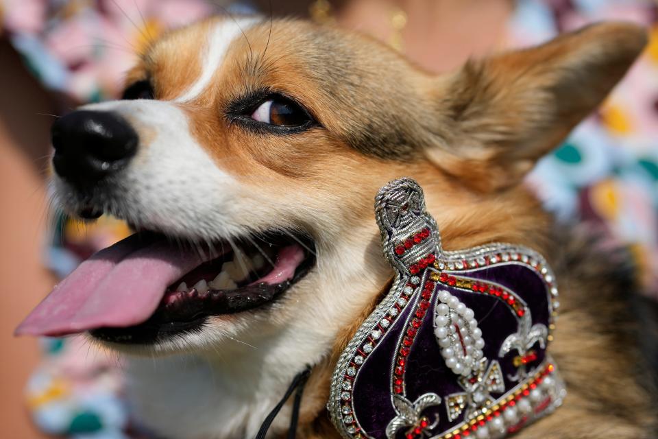 Maggi a Pembrokeshire Corgi with her owner takes part in a parade of corgi dogs in memory of the late Queen Elizabeth II, near Buckingham Palace in London, Sunday, Sept. 3, 2023.