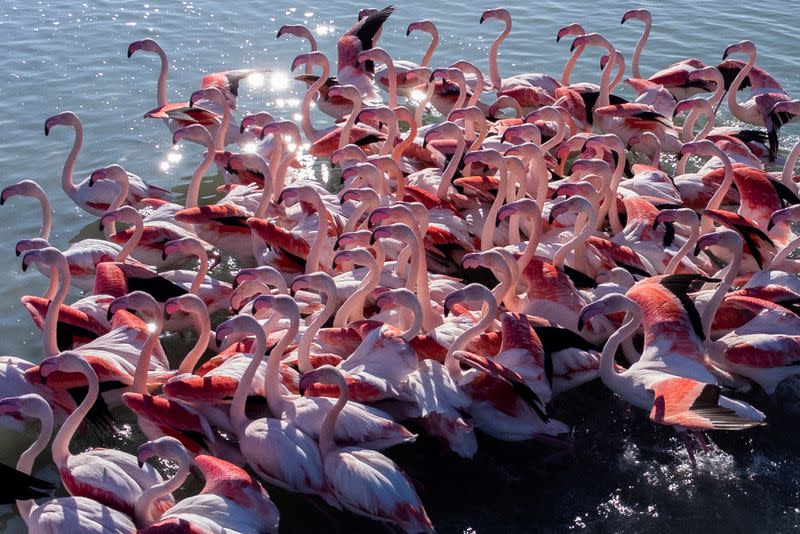 Flamingos are seen at the Vjosa-Narte Protected area