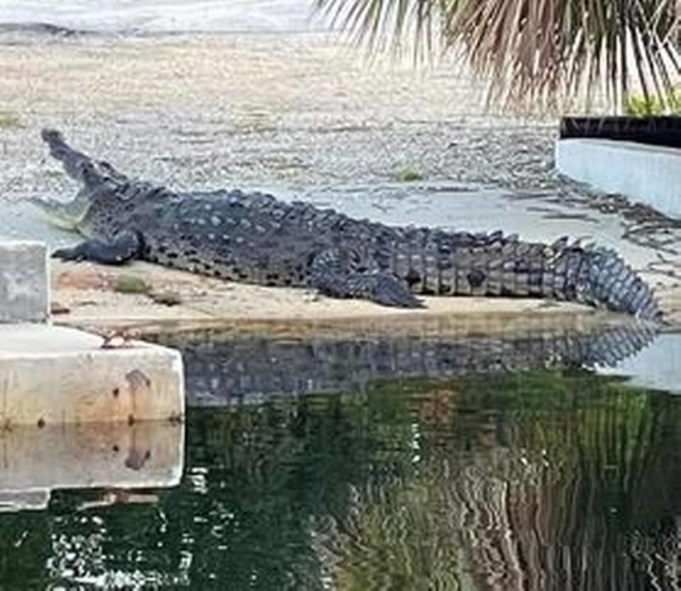 An American crocodile suns itself on a boat ramp on a canal in the Stillwright Point subdivision Saturday, Sept. 24, 2022. Residents reported seeing similar crocs swimming in flooded neighborhood streets after Hurricane Ian caused a massive surge from Florida Bay.
