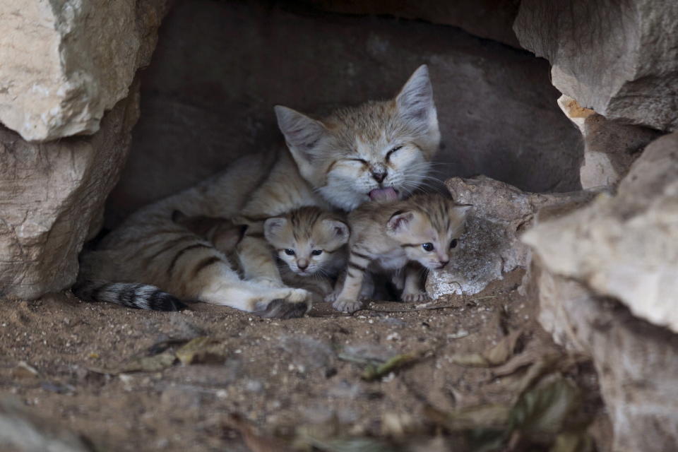 Rotem, a Sand Cat, is pictured with her three cubs at the Safari in Ramat Gan, near Tel Aviv, August 18, 2015. Rotem gave birth to her cubs three weeks ago. The species is listed as near threatened and extinct from Israel, according to the zoo's staff. REUTERS/Baz Ratner