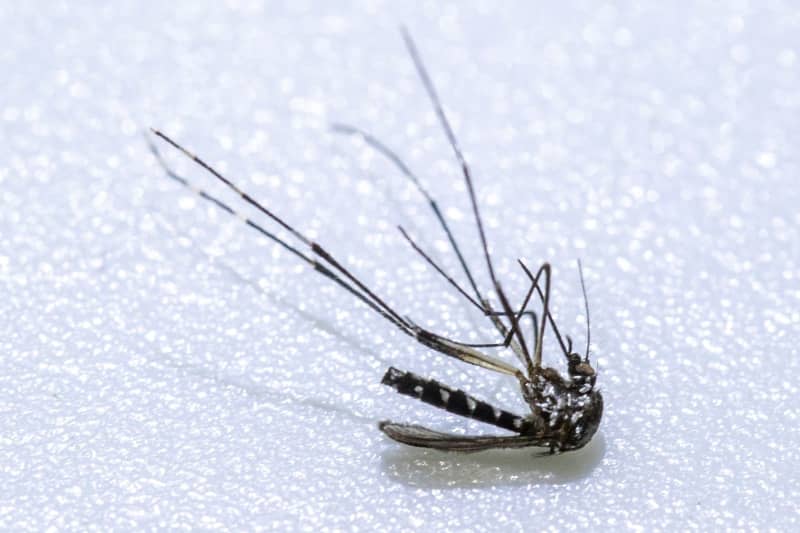 The Asian tiger mosquito (Aedes albopictus) is characterized by its striking white bands and between two and 10 millimetres in size. It is an important vector for the transmissions of pathogens including the Zika virus. Helmut Fricke/dpa