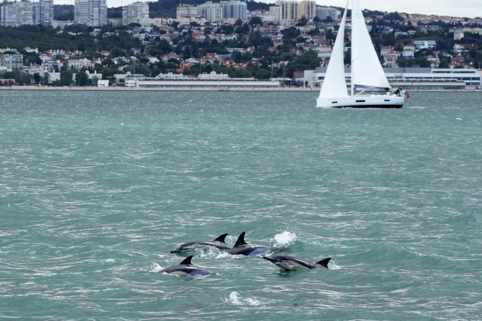 A dolphin pod swims at the mouth of the Tagus River with Lisbon in the background, Friday, June 24, 2022. Starting Monday the United Nations is holding its five-day Oceans Conference in Lisbon hoping to bring fresh momentum for efforts to find an international agreement on protecting the world's oceans. (AP Photo/Armando Franca)