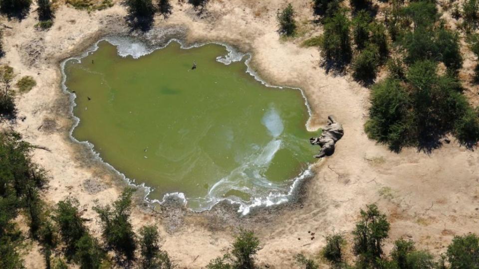 大象在喬比國家公園的一個水洞裡飲水，這個公園位於奧卡萬戈三角洲的東部。在旱季時，奧卡萬戈的濕地會充滿水，吸引著來自各地的動物。（圖／getty images）