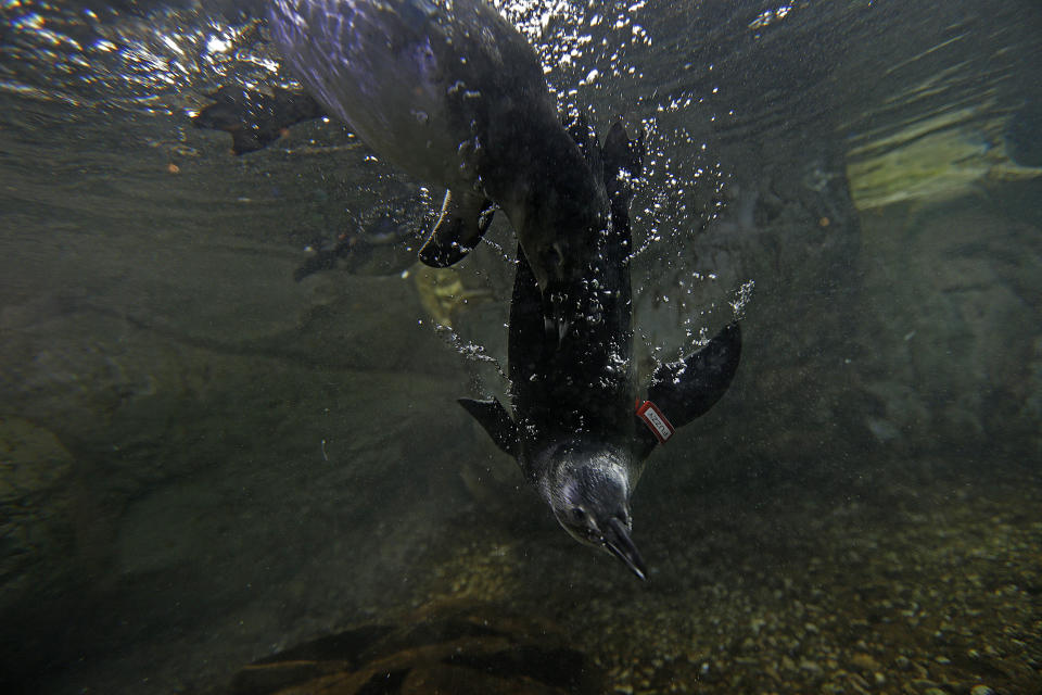 Fuzzy, an endangered African Blackfooted Penguin that was born several months ago at the Audubon Aquarium of the Americas, swims during feeding time at the aquarium in New Orleans, Thursday, Aug. 29, 2013. (AP Photo/Gerald Herbert)