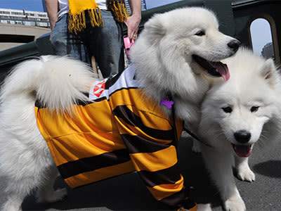 Dogs dressed in Hawthorn jerseys wait on Princess Bridge at the Grand Final parade in Melbourne, Friday, Sept. 27, 2013. Photo: AAP