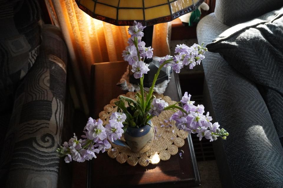 “Stock” flowers come in many shades, including light violet hues.