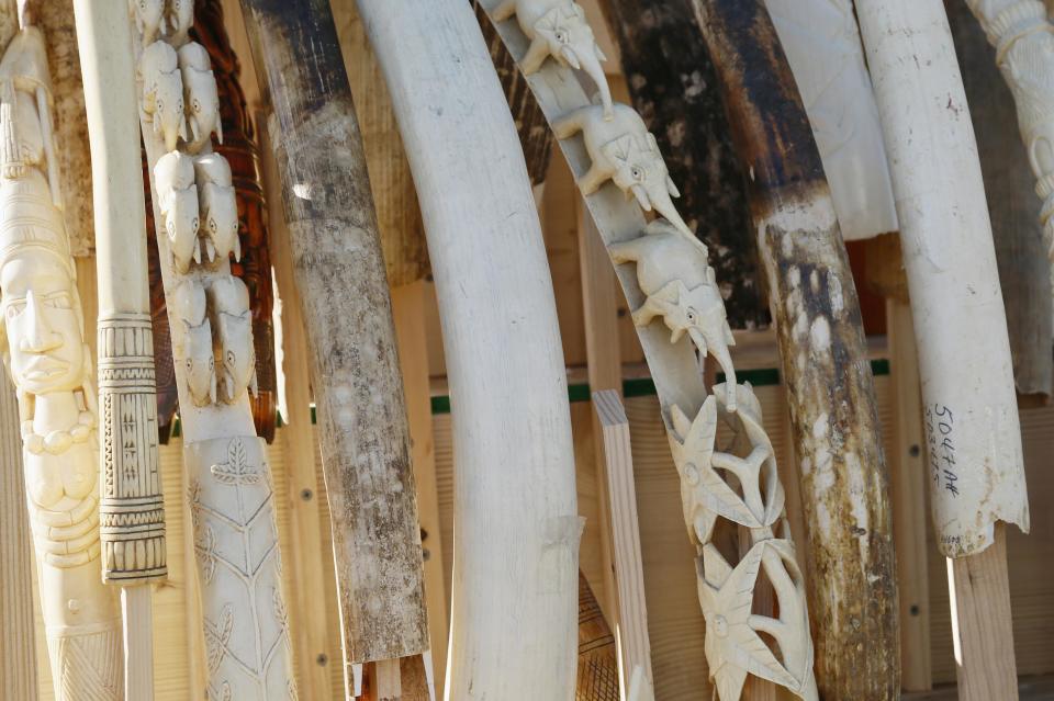 Dozens of confiscated elephant ivory tusks are displayed before 6 tons of ivory was crushed in Denver, Colorado