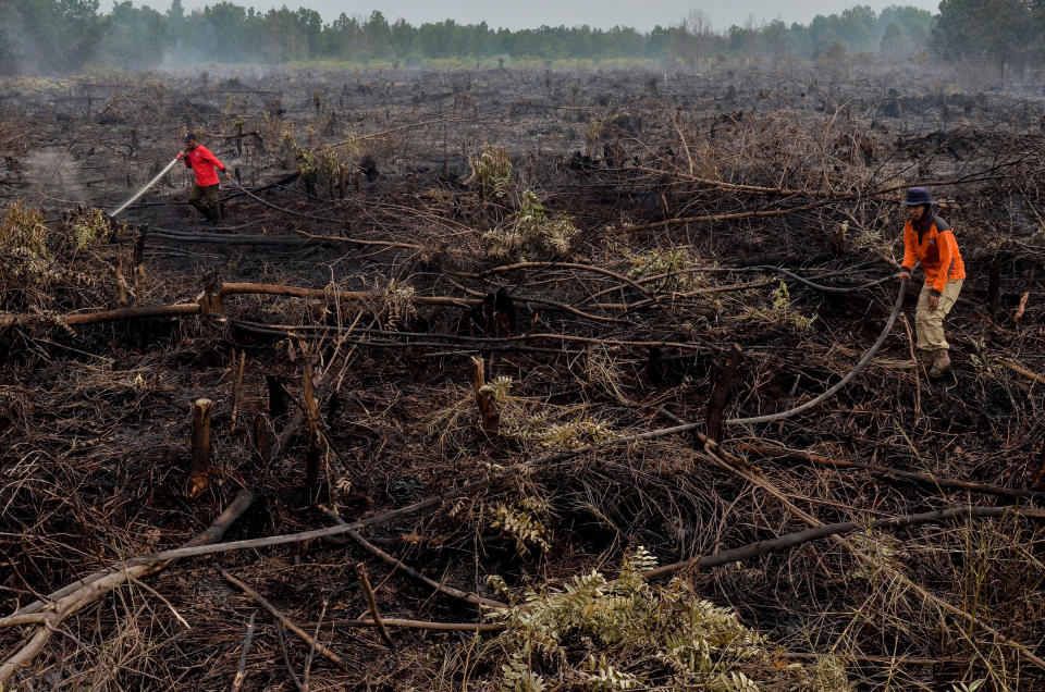 Für die Aufzucht von Ölpalmen werden oft ganze Landstriche durch Brandrodung zerstört. (Bild: WAHYUDI/AFP/Getty Images)