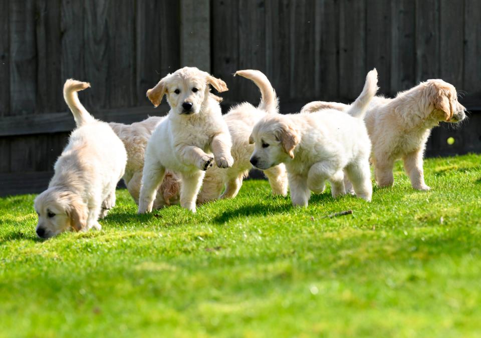 Trigger's final litter had 6 puppies, including five daughters named Jenny, Rita, Hermione, Sandy, and Indy, and one son, Billy.