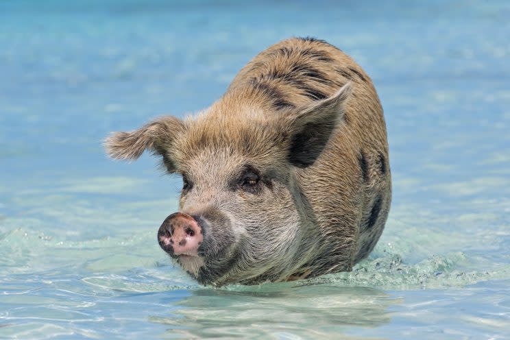 Photographer catches pictures of the 'swimming pigs of the Bahamas' taking a dip